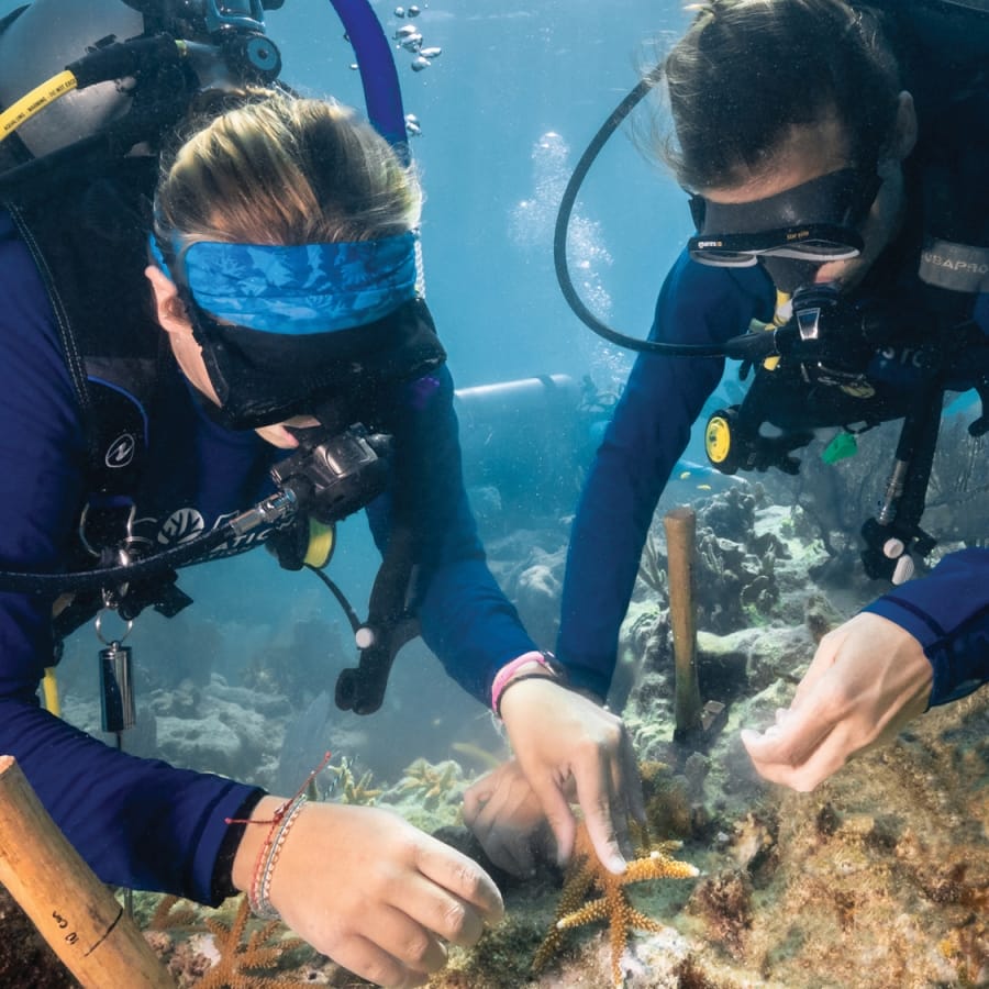CoralRestoration